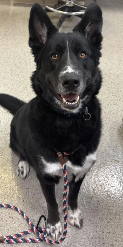 An adult large-sized male Shepherd dog named Nero for adoption in Fishers, IN