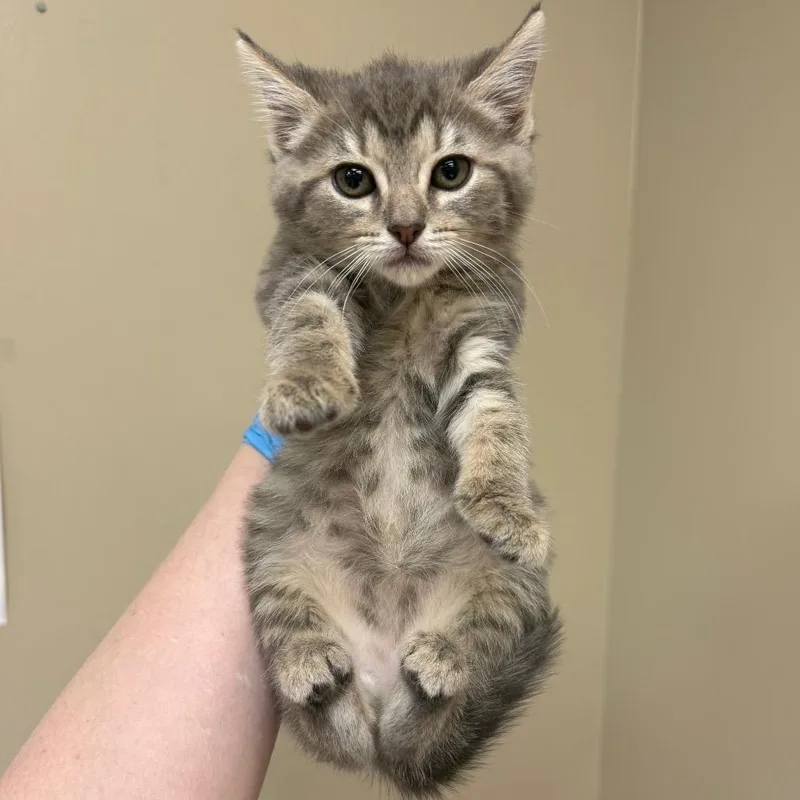 A baby small-sized female Gray / Blue / Silver Domestic Short Hair cat named Nacho for adoption in Birmingham, AL