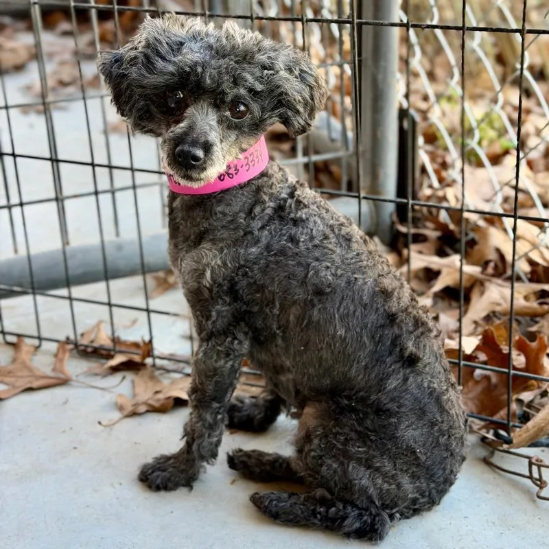 Marjorie thumbnail 2