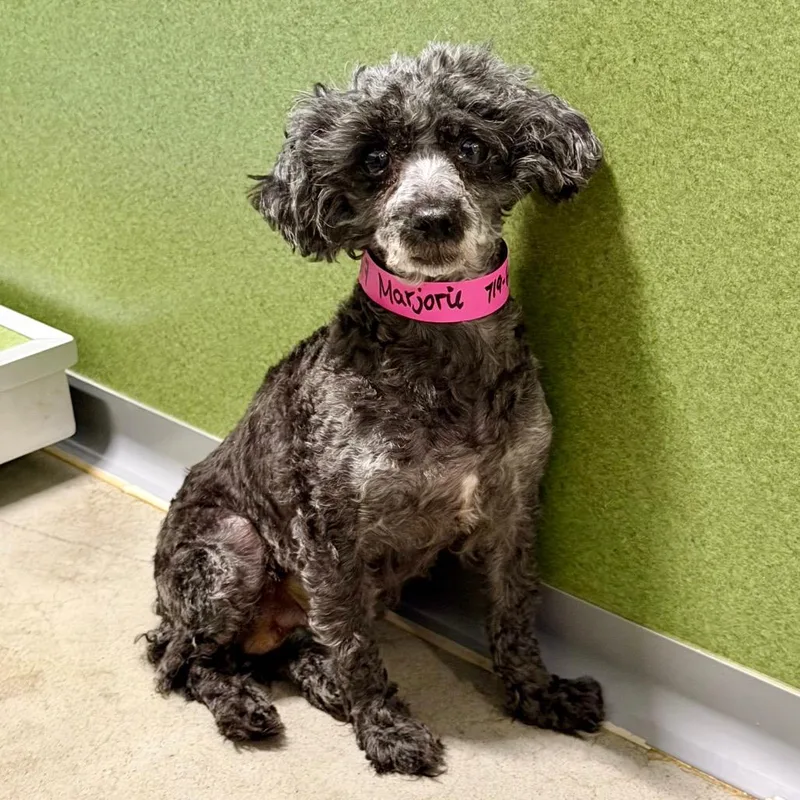 Marjorie thumbnail 3