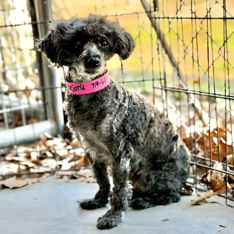 Marjorie thumbnail 5