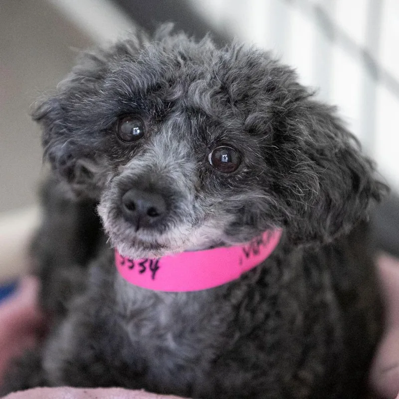 Marjorie thumbnail 6