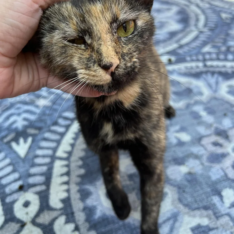 A baby medium-sized female Tortoiseshell cat named Rosie for adoption in Columbia, SC