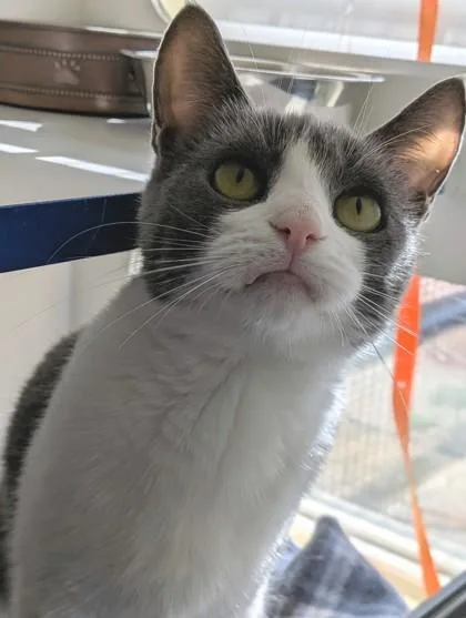 An adult small-sized female Domestic Short Hair cat named Minniehaha for adoption in Divide, CO