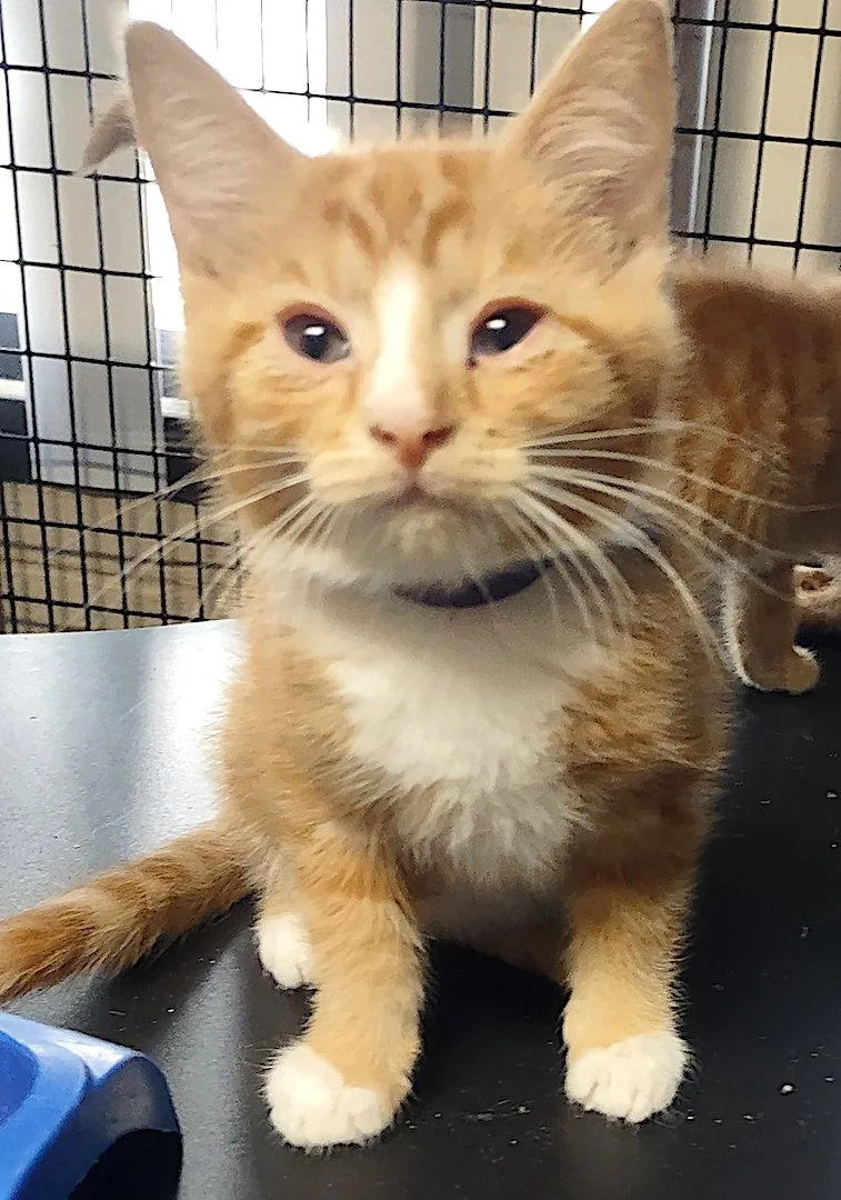A baby medium-sized male Orange & White Domestic Short Hair cat named Gunner for adoption in Albemarle, NC