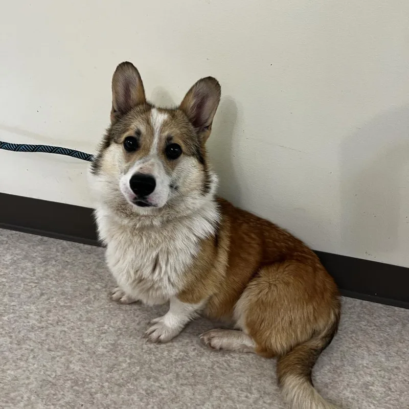 A young small-sized male Red / Chestnut / Orange Cardigan Welsh Corgi dog named Rocky for adoption in Harrisville, WV