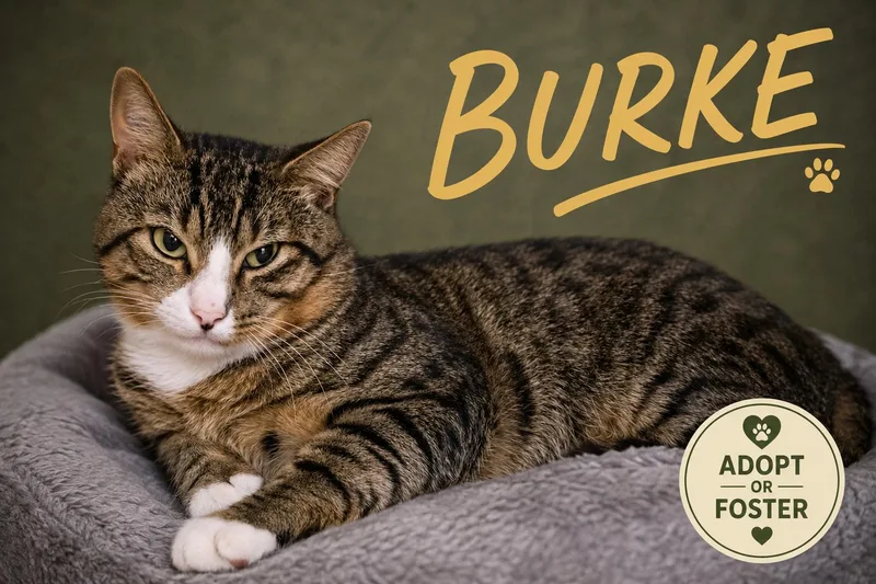 An adult medium-sized male Tabby cat named Burke for adoption in Greenville, DE