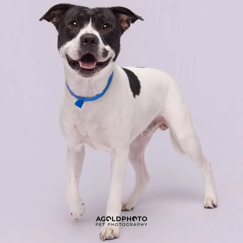 An adult medium-sized male Terrier dog named Enzo for adoption in Tampa, FL