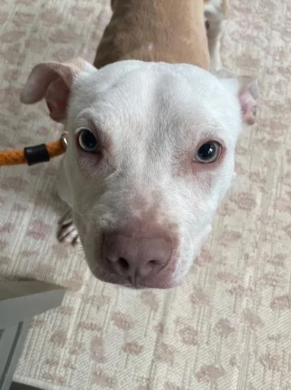 A young medium-sized male Mixed Breed dog named Right On for adoption in Chamblee, GA