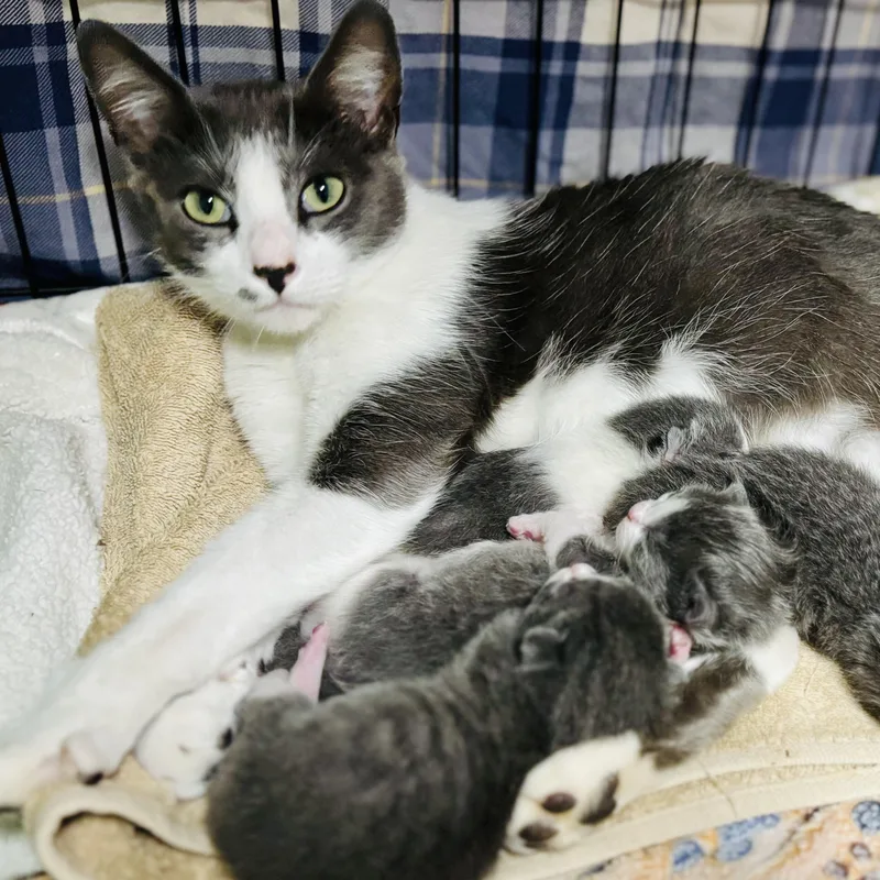 A young medium-sized female Gray / Blue / Silver Russian Blue cat named Plum Blossom for adoption in Beverly Hills, CA