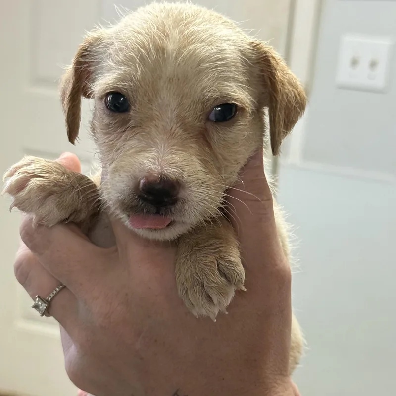 A baby medium-sized male Mixed Breed dog named Donut Holes for adoption in Columbia, SC