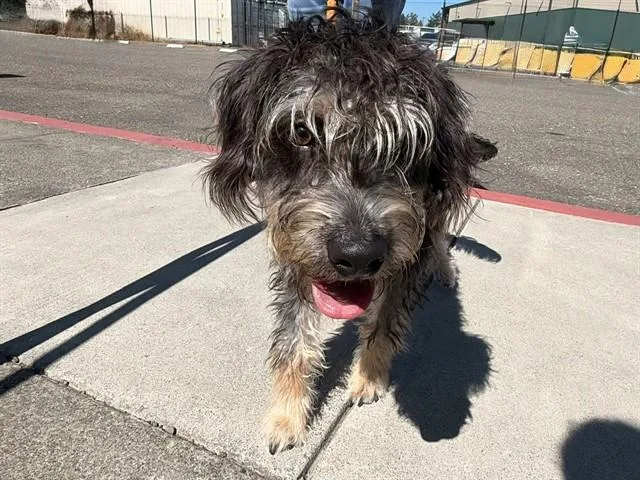 A young medium-sized male Schnauzer dog named Monty for adoption in Santa Rosa, CA
