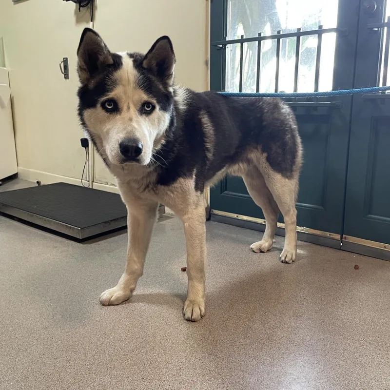 A baby medium-sized male Black Siberian Husky dog named Chad for adoption in Pasadena, CA
