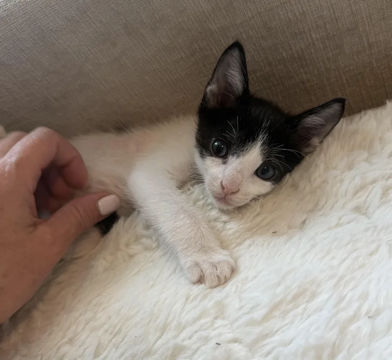 A baby medium-sized male Black & White / Tuxedo Domestic Short Hair cat named Frankie  The Funniest for adoption in Carolina, PR