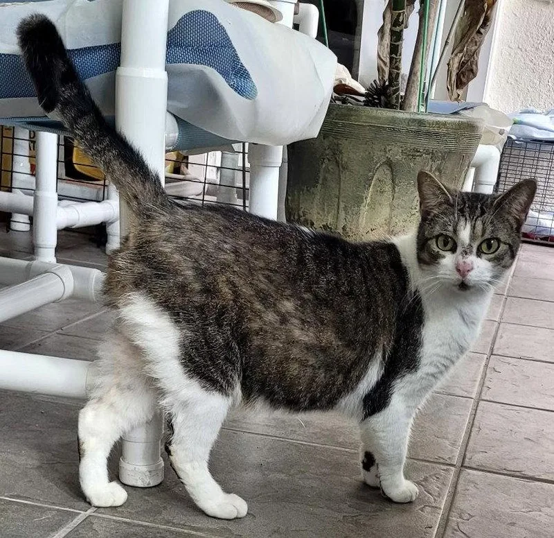An adult medium-sized female Domestic Short Hair cat named Petty for adoption in Oviedo, FL