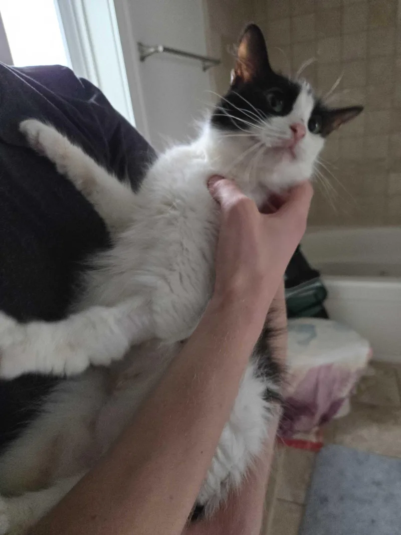 An adult medium-sized female Black & White / Tuxedo Domestic Medium Hair cat named Begonia for adoption in Waltham, MA
