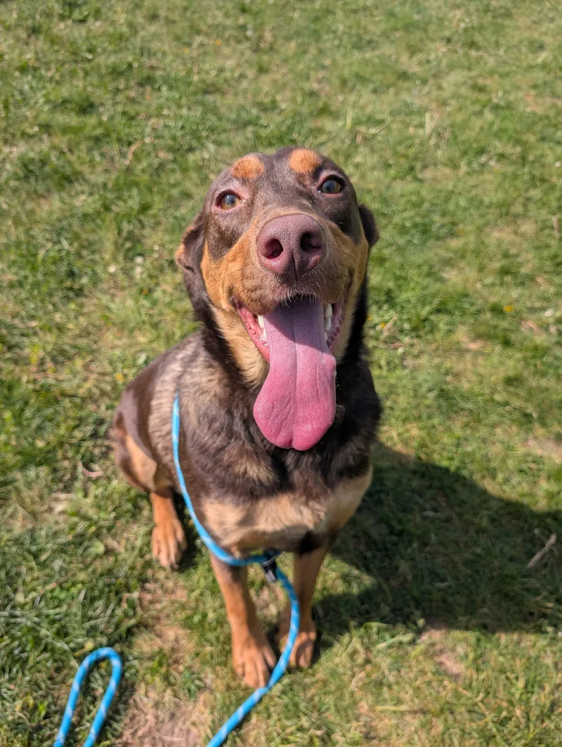 An adult medium-sized female Brown / Chocolate Labrador Retriever dog named Chloe for adoption in Cedar Rapids, IA