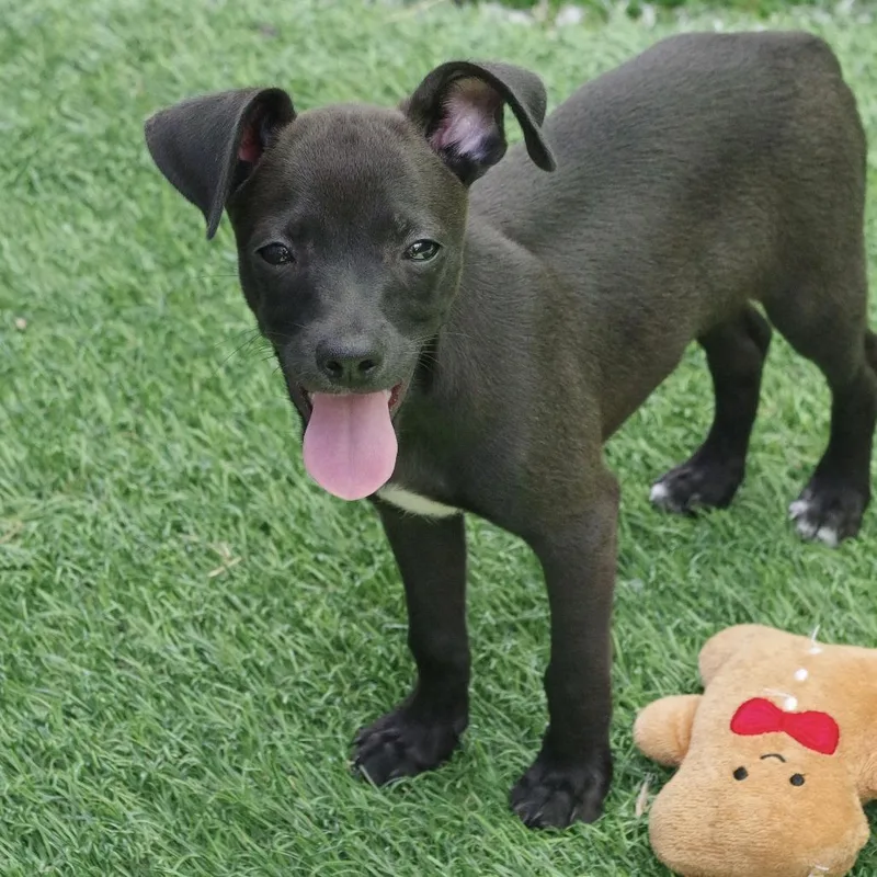 A baby small-sized male Black Chihuahua dog named Puppy Meatball for adoption in Miami, FL