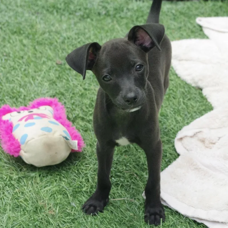 Puppy Meatball thumbnail 2