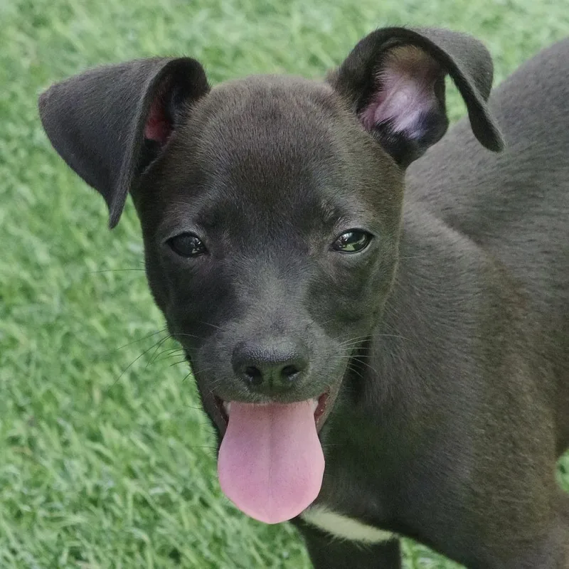 Puppy Meatball thumbnail 3