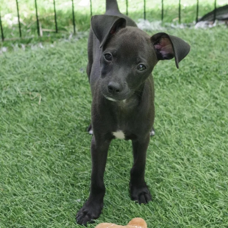 Puppy Meatball thumbnail 4