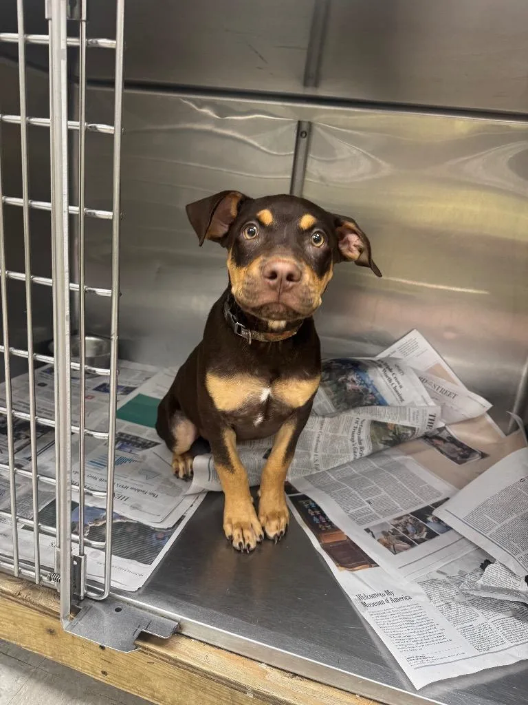 A baby medium-sized male Mixed Breed dog named D for adoption in Sorrento, LA