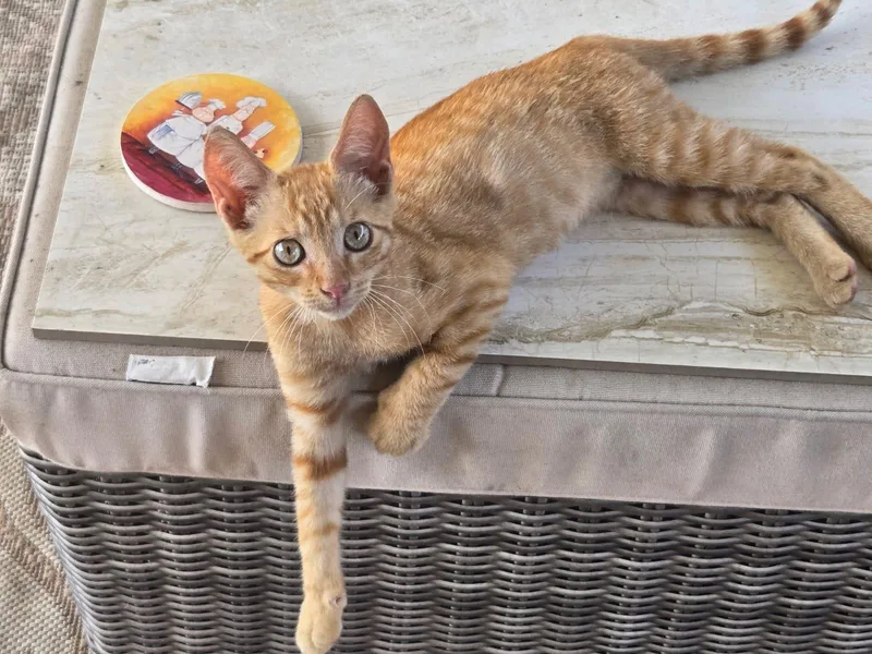 A young medium-sized male Orange / Red Domestic Short Hair cat named Tim for adoption in Bayamon, PR