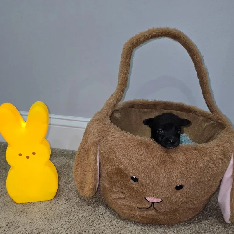 A baby small-sized female Black Husky dog named Tequila for adoption in Aberdeen, NC