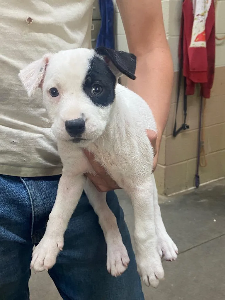 A baby medium-sized female Pit Bull Terrier dog named Pepper for adoption in Swainsboro, GA