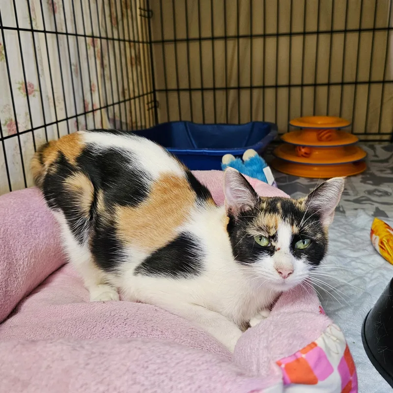 An adult medium-sized female Calico cat named Tootsie for adoption in Searcy, AR