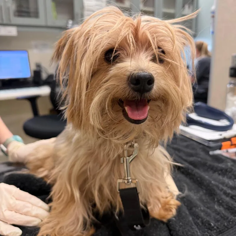 An adult small-sized female Mixed Breed dog named Daffodil for adoption in Jacksonville, FL