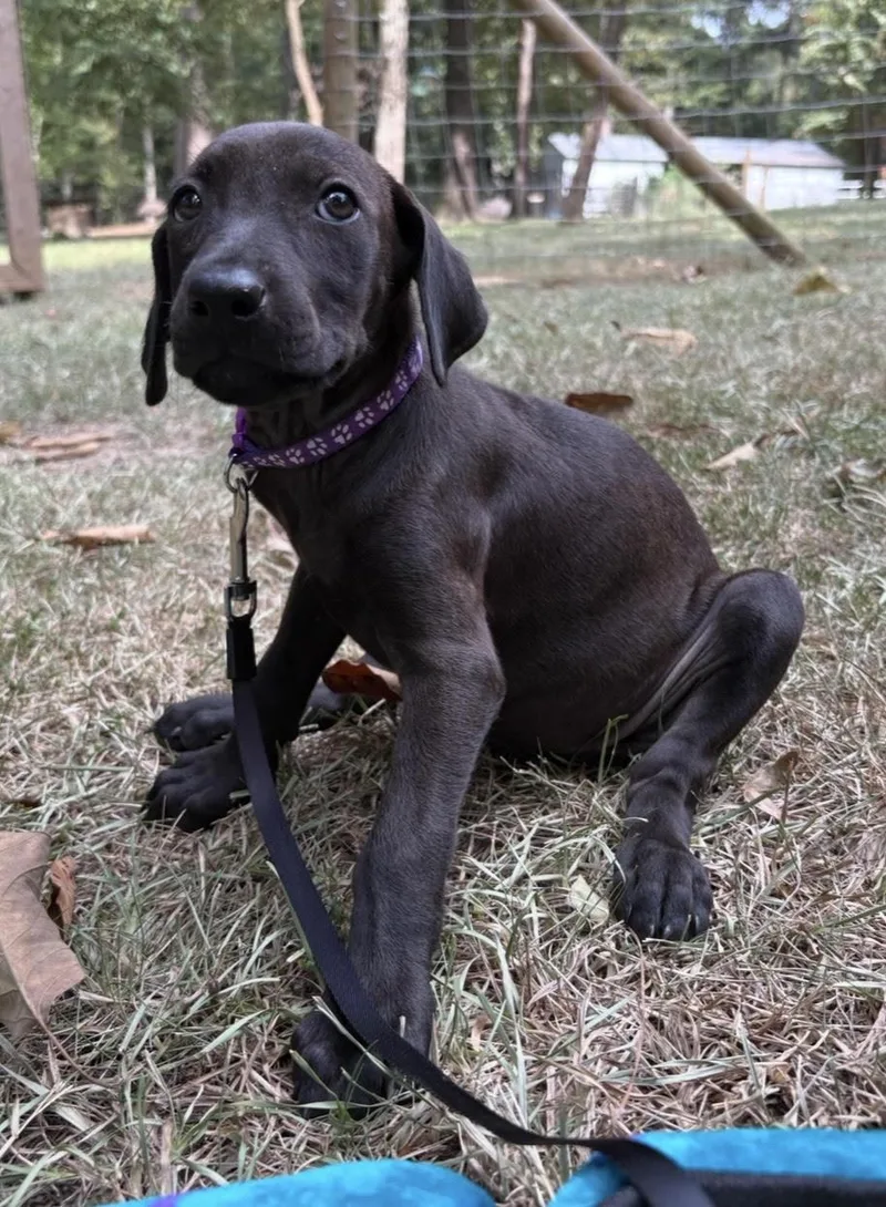A baby medium-sized female Black Labrador Retriever dog named Lilly for adoption in Cedarburg, WI
