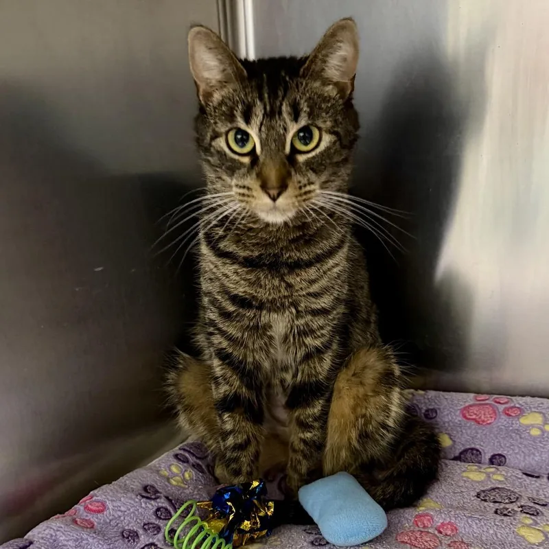 A young medium-sized female Brown / Chocolate Domestic Short Hair cat named Vivian for adoption in Middleburg Heights , OH