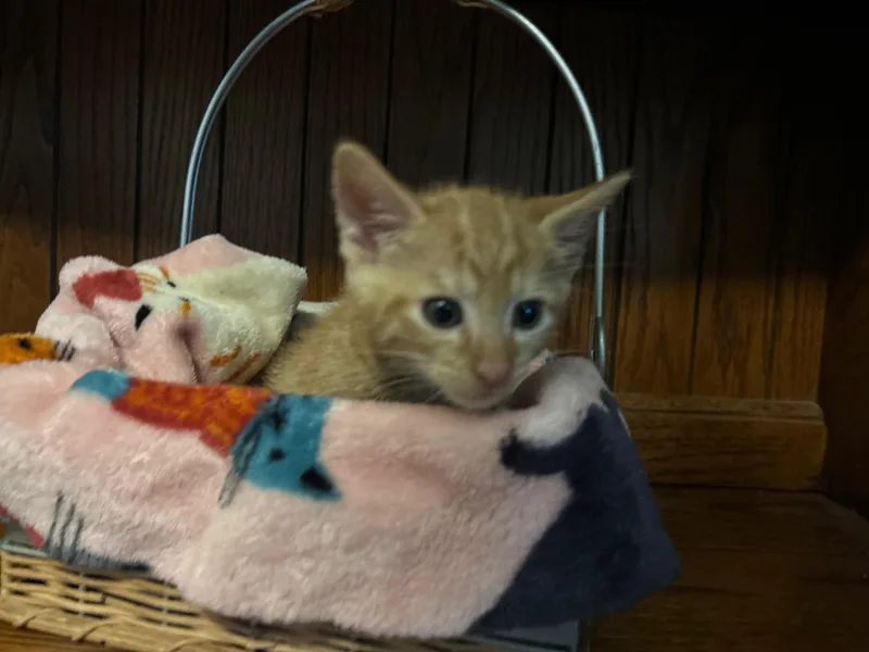 A baby medium-sized female Buff / Tan / Fawn Domestic Short Hair cat named Livie for adoption in East Hartford , CT