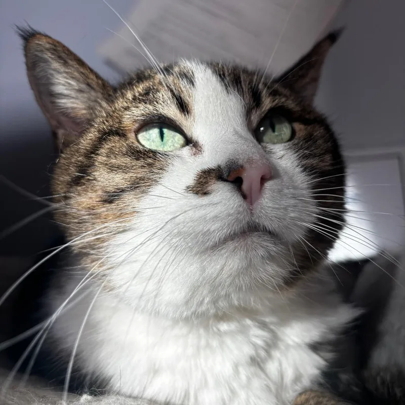 Olivia thumbnail 6
