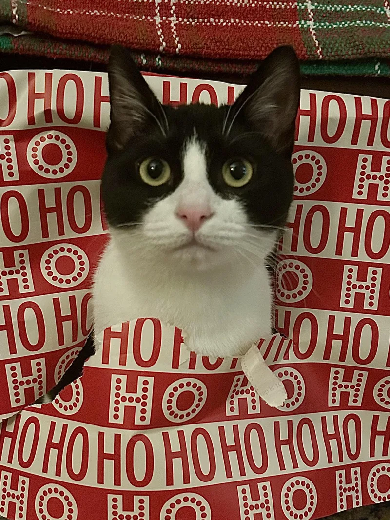 Tisket & Tasket  thumbnail 4