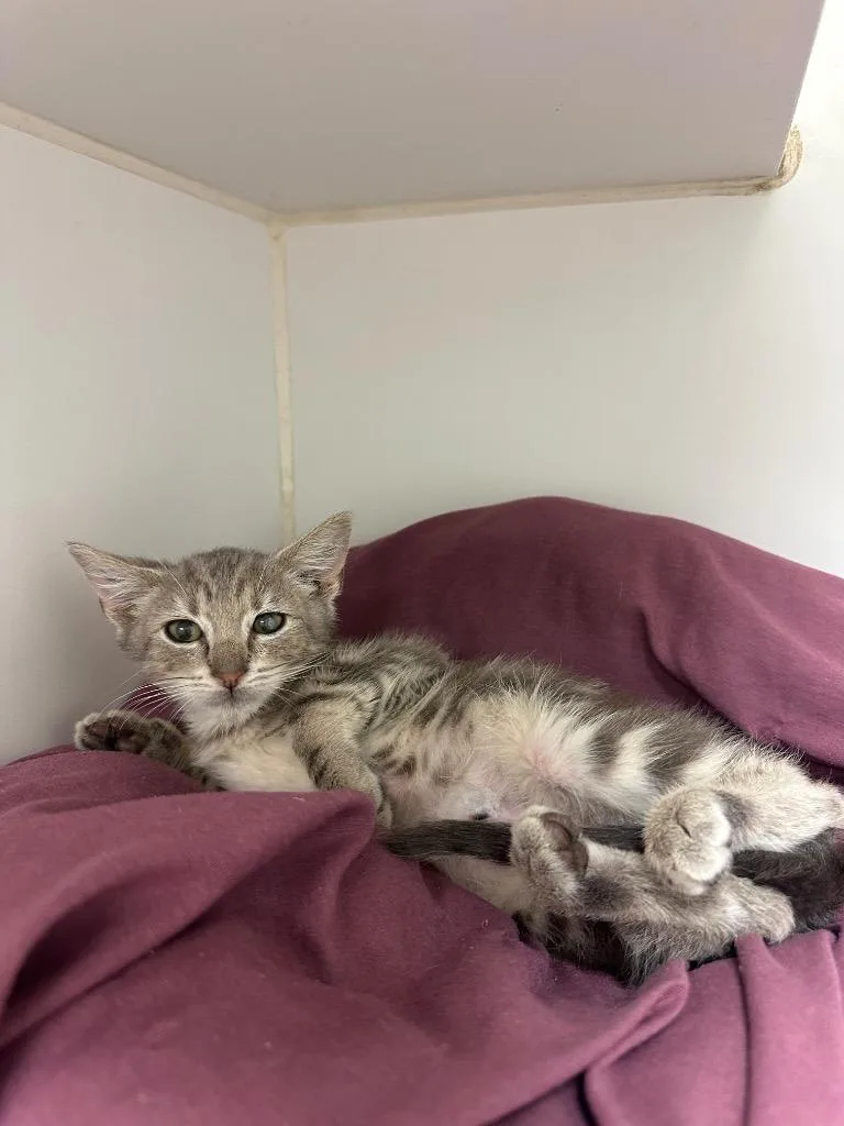 A baby small-sized male Domestic Short Hair cat named Ava for adoption in Johnson City, TN