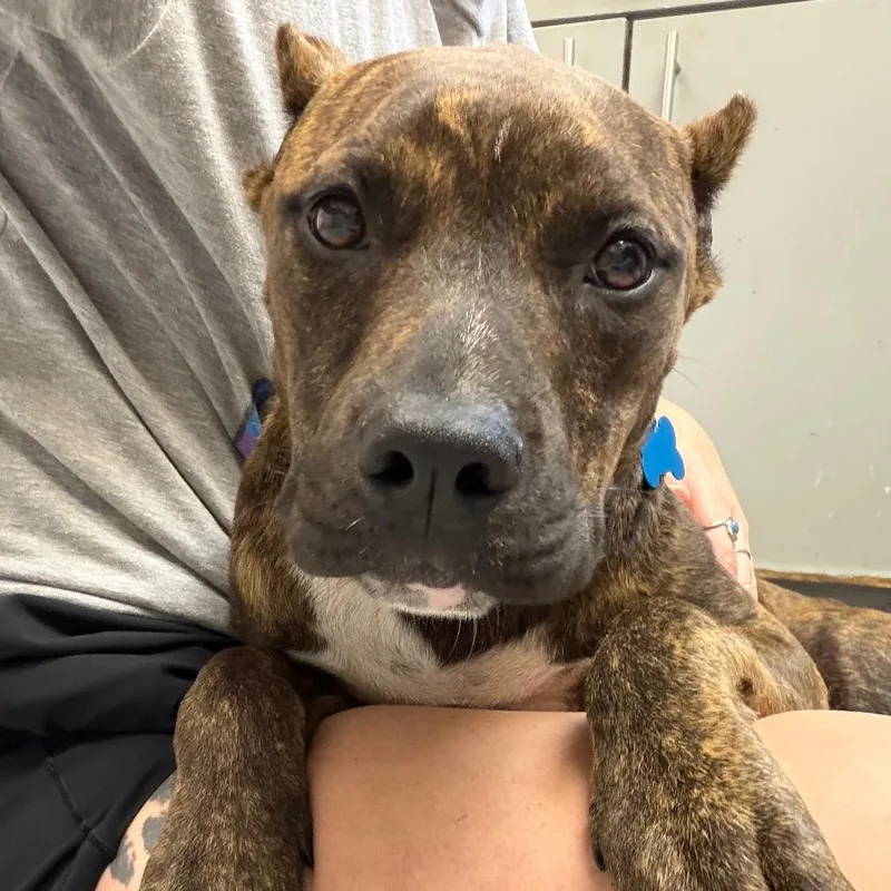 A young medium-sized female Brindle Pit Bull Terrier dog named Elsa for adoption in Troy, VA