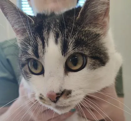 An adult large-sized female Domestic Short Hair cat named Gretta for adoption in Lafayette, IN