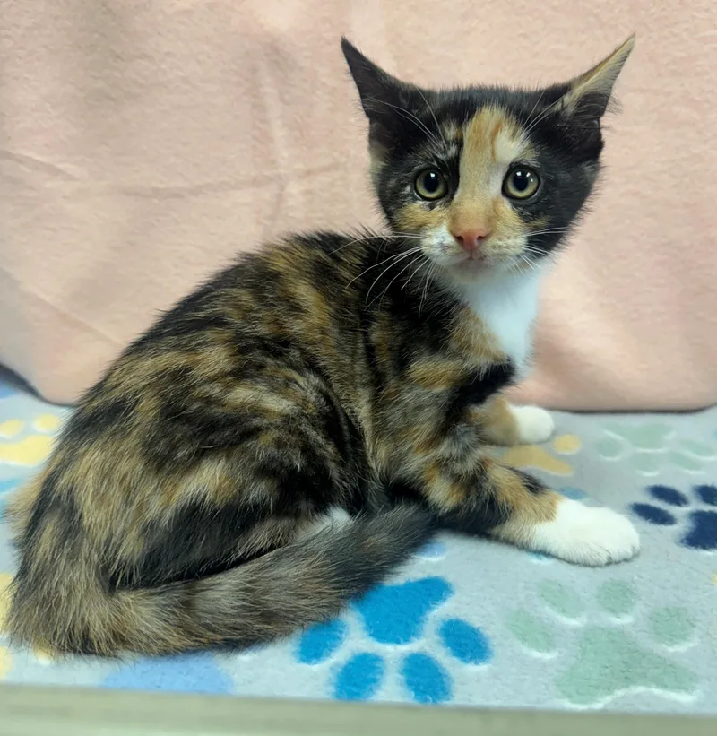 A baby medium-sized female Dilute Calico Domestic Short Hair cat named Cayenne for adoption in Edinburg, VA