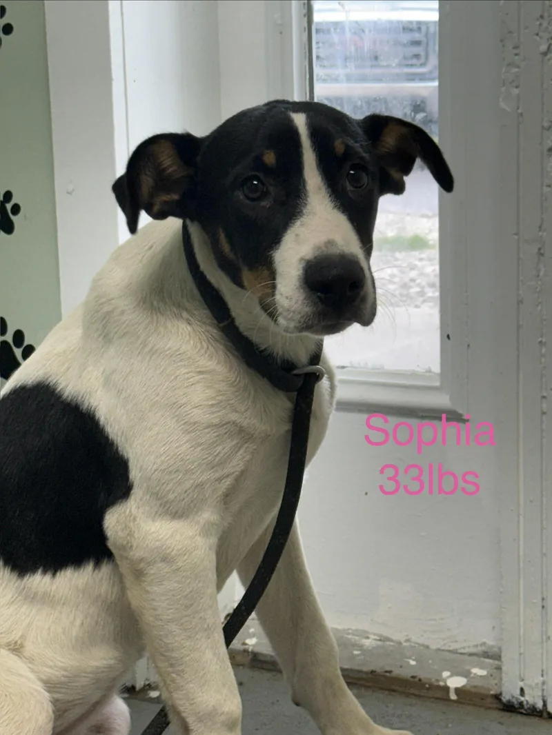 A baby medium-sized female Treeing Walker Coonhound dog named Sophia for adoption in Fayetteville, WV