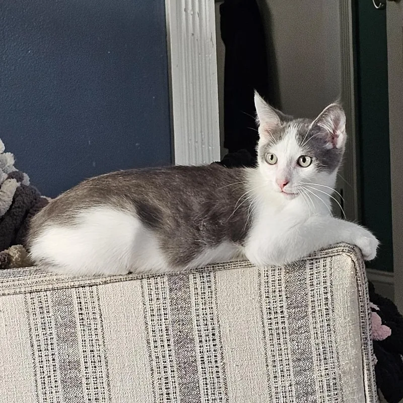 Chester