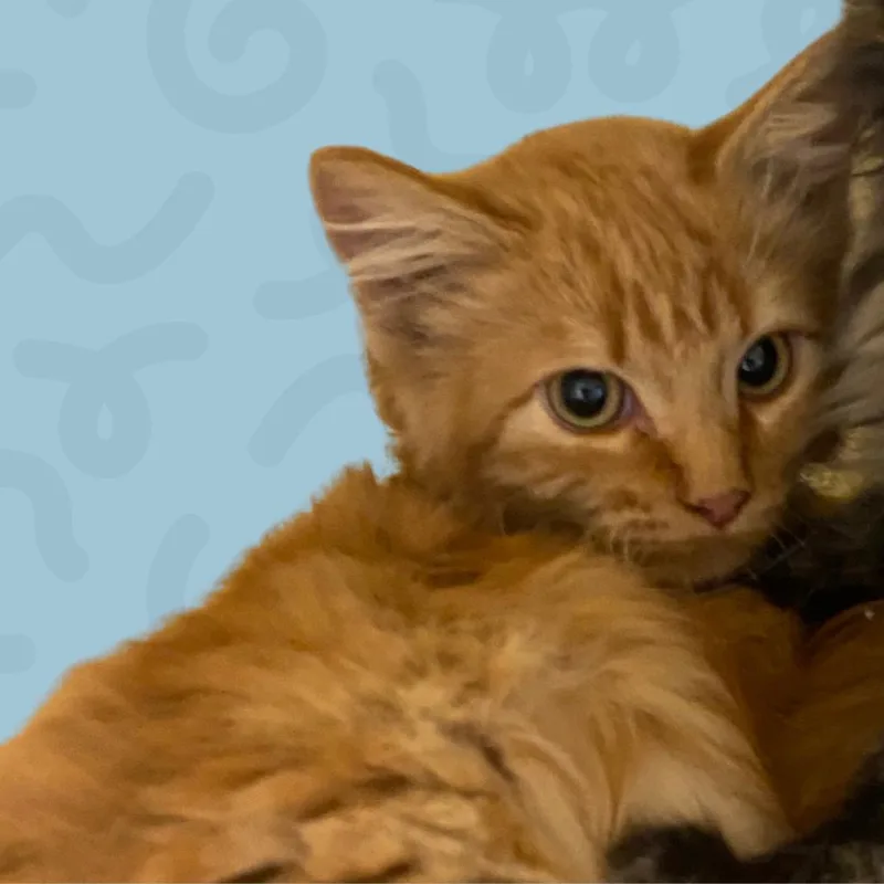 A baby small-sized female Orange / Red Domestic Medium Hair cat named San Francisco for adoption in Reno, NV