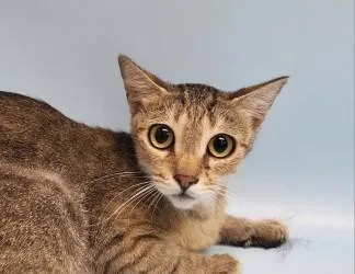 An adult small-sized female Domestic Short Hair cat named Kittlewicks for adoption in Golden Valley, MN
