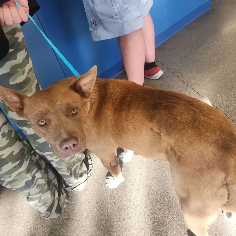 An adult large-sized female Yellow / Tan / Blond / Fawn Shepherd dog named Molly for adoption in Kingman, AZ
