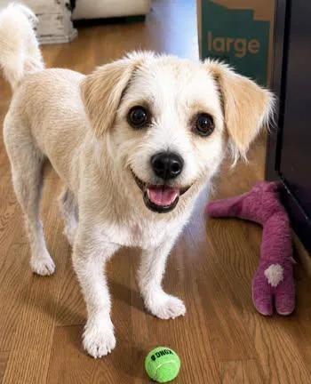 A baby small-sized male Yellow / Tan / Blond / Fawn Miniature Poodle dog named Tank for adoption in Calera, AL