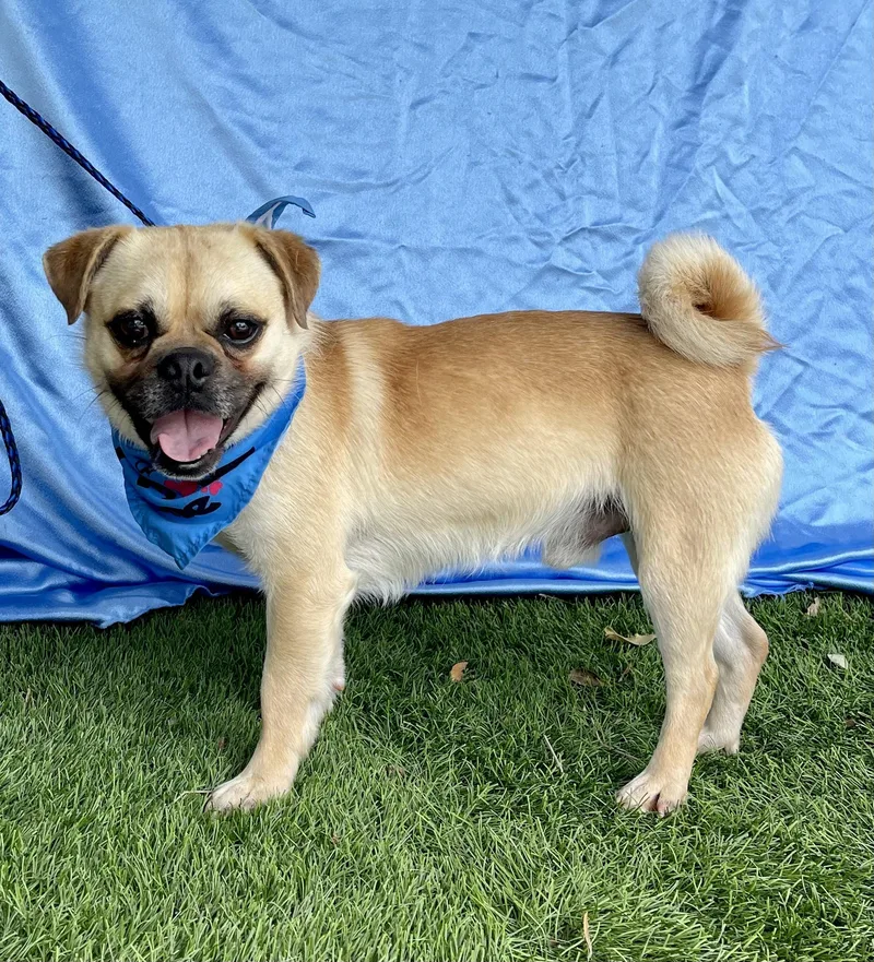 Otis