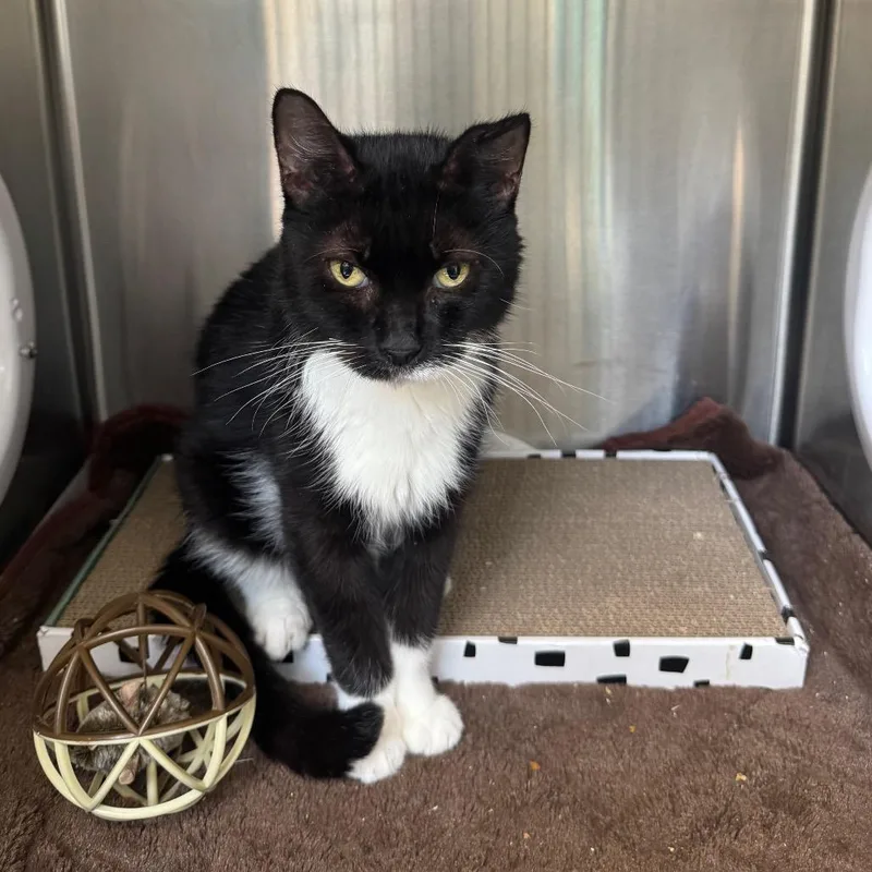 An adult medium-sized male Black Domestic Medium Hair cat named Leni for adoption in Perkiomenville, PA