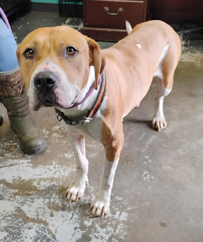 An adult large-sized female Pit Bull Terrier dog named Pumpkin for adoption in New Lexington, OH
