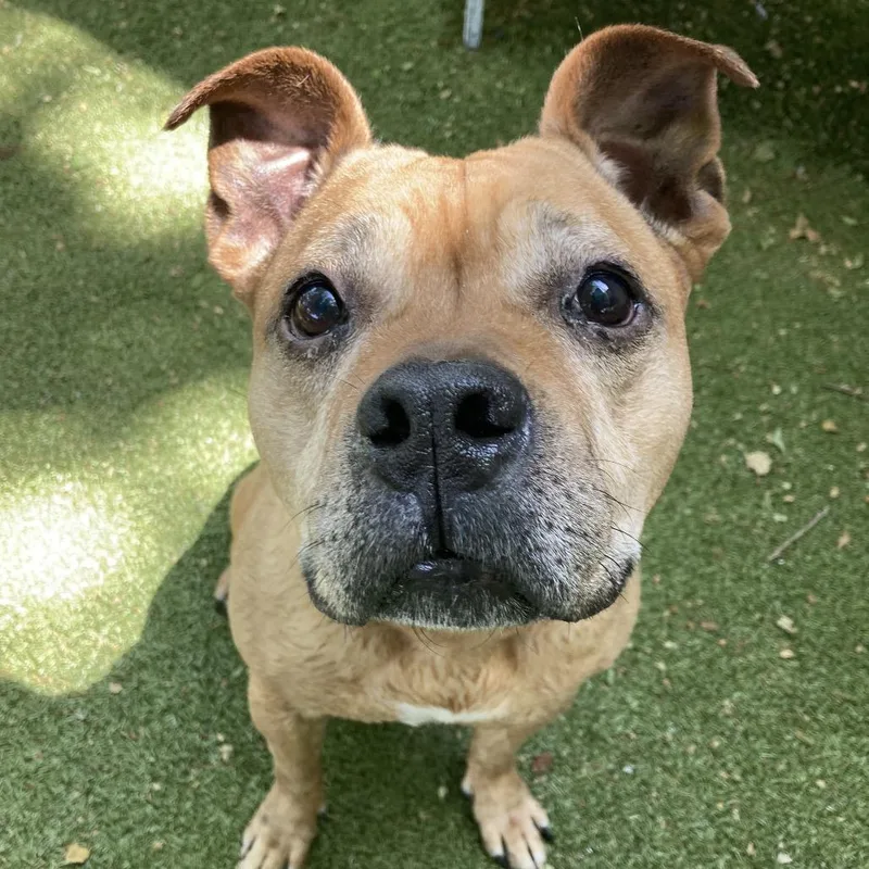 A senior medium-sized female Brown / Chocolate Mixed Breed dog named Mia for adoption in Providence, RI
